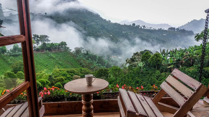 View of a coffee farm