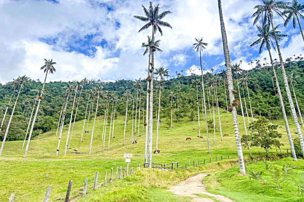 wax palms cócora coffee region tour from medellin
