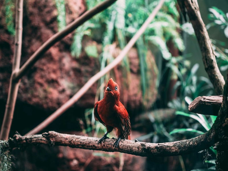 cock of the rock bird seen during coffee region tour from medellin